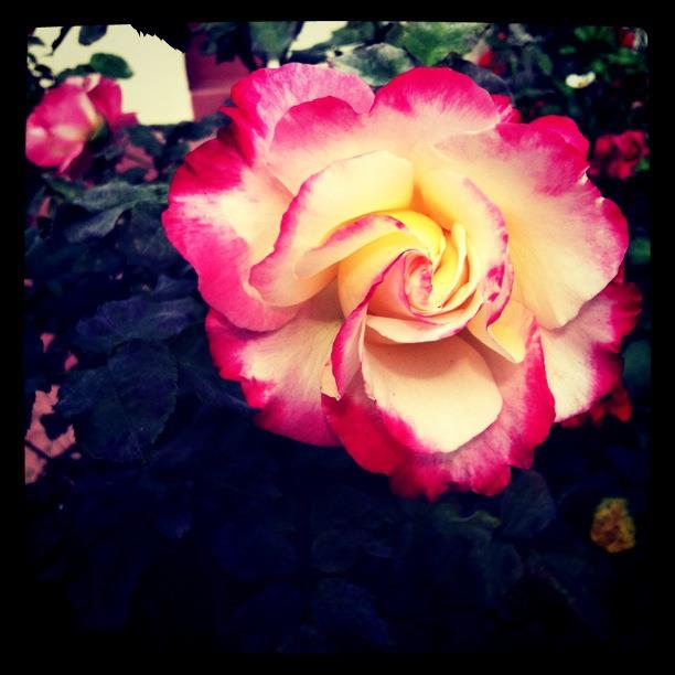 Winter in San Diego..