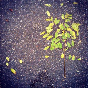 6936839439_81f81da333_o